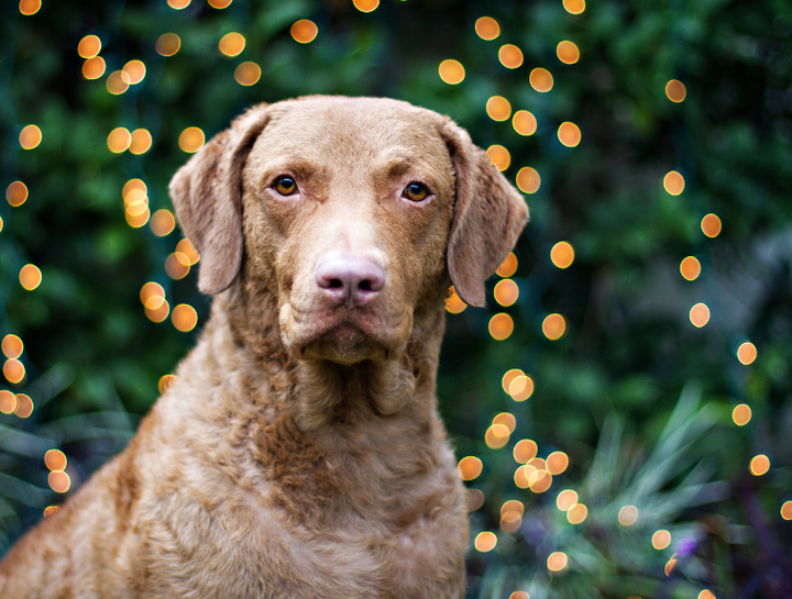 Christmas In The Forest Gala